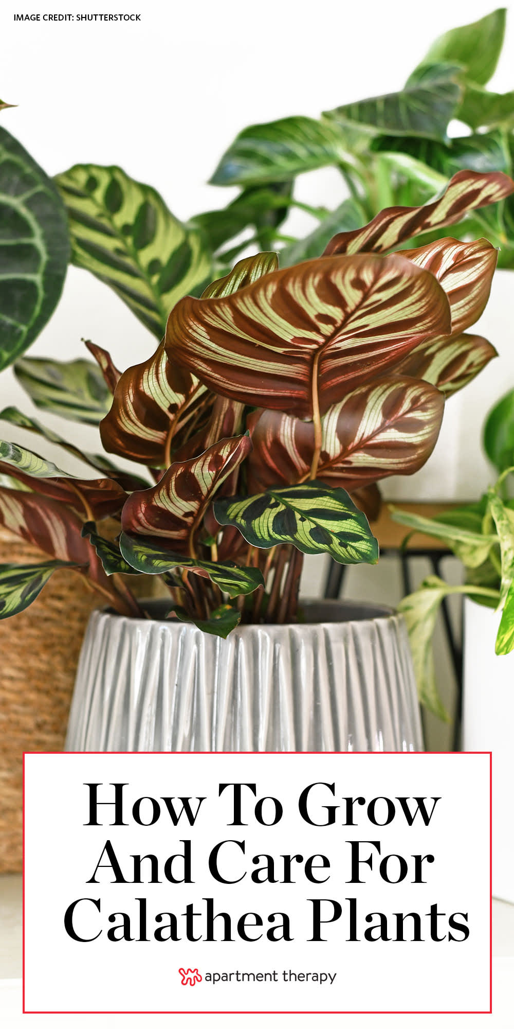 Best Soil For Prayer Plant / Though the prayer plants can tolerate low light conditions plenty